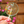 Load image into Gallery viewer, Gourmet Lollipops