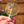 Load image into Gallery viewer, Gourmet Lollipops
